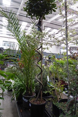 Lot 4179 - Corkscrew Bay Tree