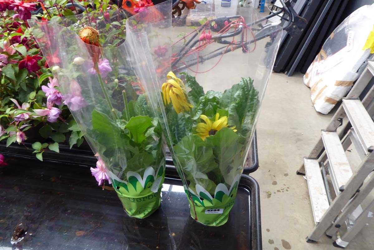 Lot 4234 - 2 Gerberas