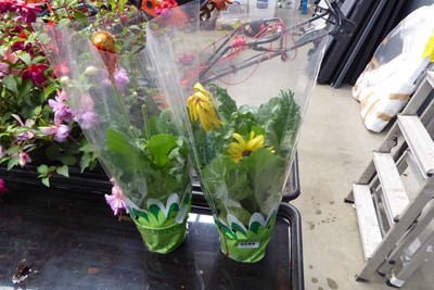 Lot 4234 - 2 Gerberas