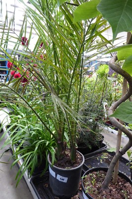 Lot 4180 - Large potted Phoenix Palm