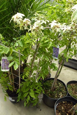 Lot 4221 - Potted Wisteria on trellis