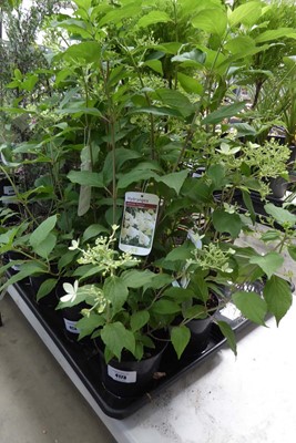 Lot 4173 - 2 potted Phantom Hydrangea's