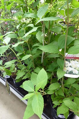 Lot 4174 - 2 potted Phantom Hydrangea's