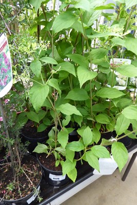 Lot 4175 - 2 potted Phantom Hydrangea's