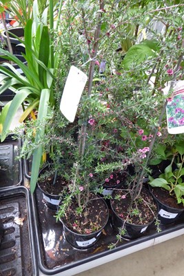 Lot 4177 - 2 potted Leptospermum, Red Damask