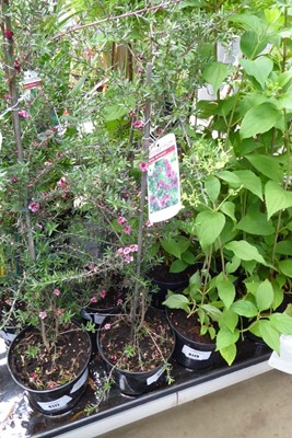 Lot 4176 - 2 potted Leptospermum, Red Damask