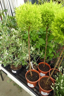 Lot 4217 - 2 small potted Standard conifer balls