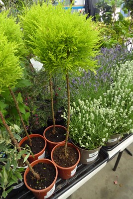 Lot 4218 - 2 small potted Standard conifer balls