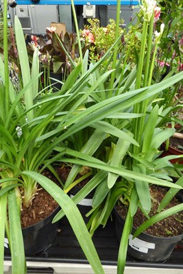 Lot 4219 - Large potted Agapanthus Blue