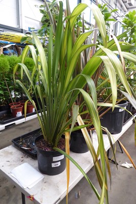 Lot 4233 - Large Phormium