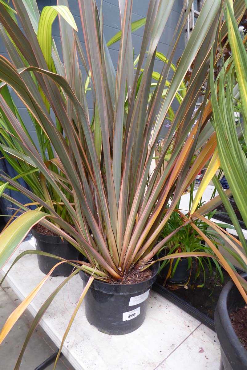 Lot 4232 - Large Phormium
