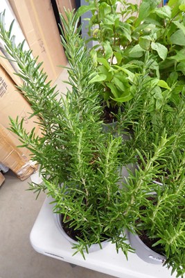Lot 4136 - 2 potted Rosemary