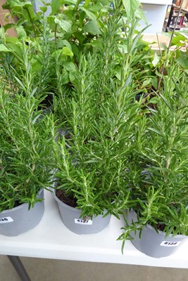 Lot 4137 - 2 potted Rosemary