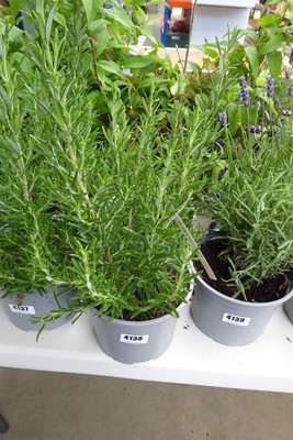 Lot 4138 - 2 potted Rosemary