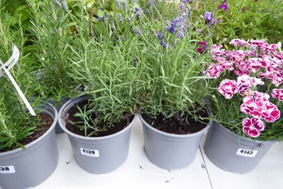 Lot 4139 - 2 potted Lavender