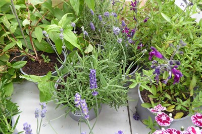 Lot 4140 - 3 potted Lavender