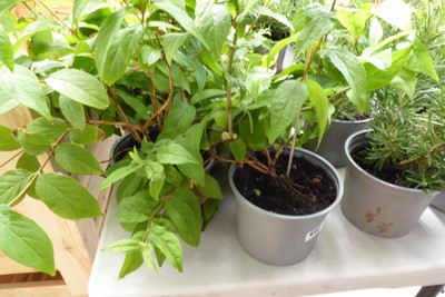 Lot 4141 - 2 potted Deutzia strawberry fields