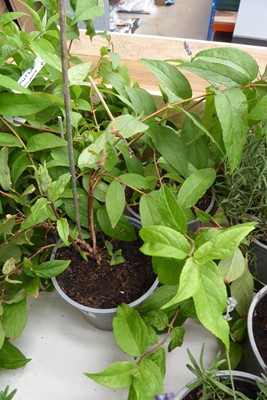 Lot 4142 - 3 potted Deutzia strawberry fields