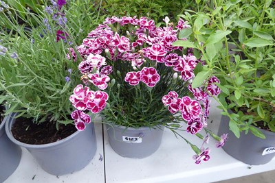 Lot 4143 - Potted Dianthus