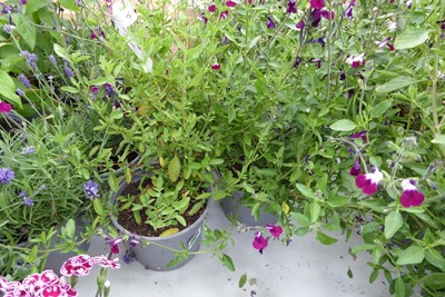 Lot 4144 - 4 potted Salvia