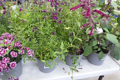 Lot 4145 - 4 potted Salvia