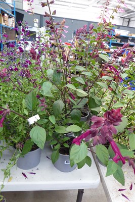 Lot 4146 - 2 potted Hardy Permium Salvia
