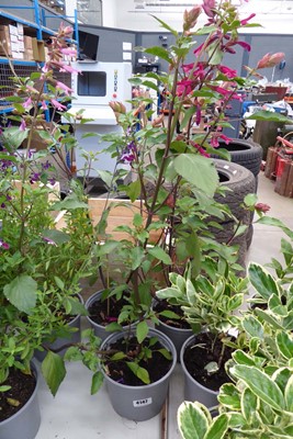 Lot 4147 - 3 potted Hardy Permium Salvia