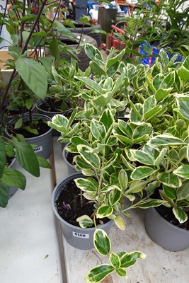 Lot 4148 - 3 potted varigated Euonymus Japonicus