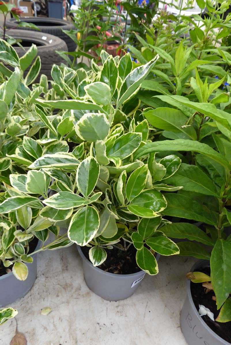 Lot 4149 - 3 potted varigated Euonymus Japonicus