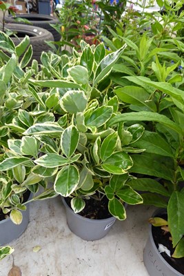 Lot 4149 - 3 potted varigated Euonymus Japonicus