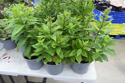 Lot 4150 - 3 potted Phlox