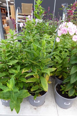 Lot 4151 - 3 potted Phlox
