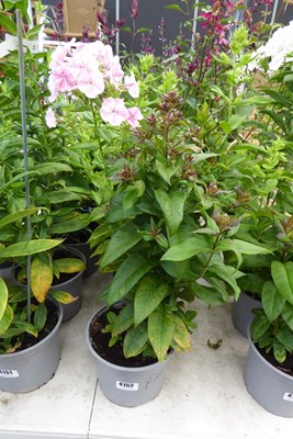 Lot 4152 - 3 potted Phlox