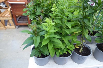 Lot 4153 - 4 potted Phlox