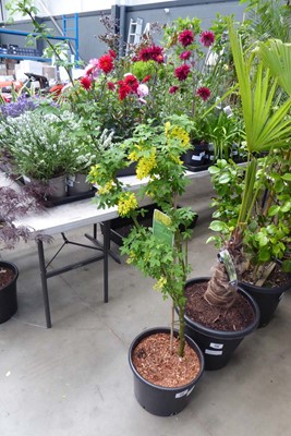 Lot 4154 - Laburnum Tree
