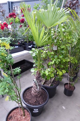 Lot 4155 - Trachycarpus Palm