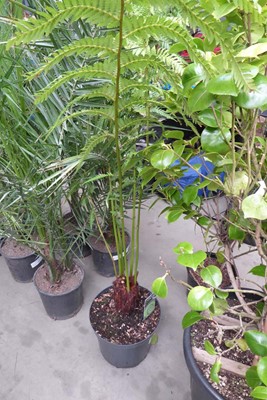 Lot 4157 - Tasmanian Tree Fern