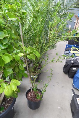 Lot 4158 - Ceanothus