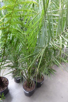Lot 4159 - Large Phoenix Palm