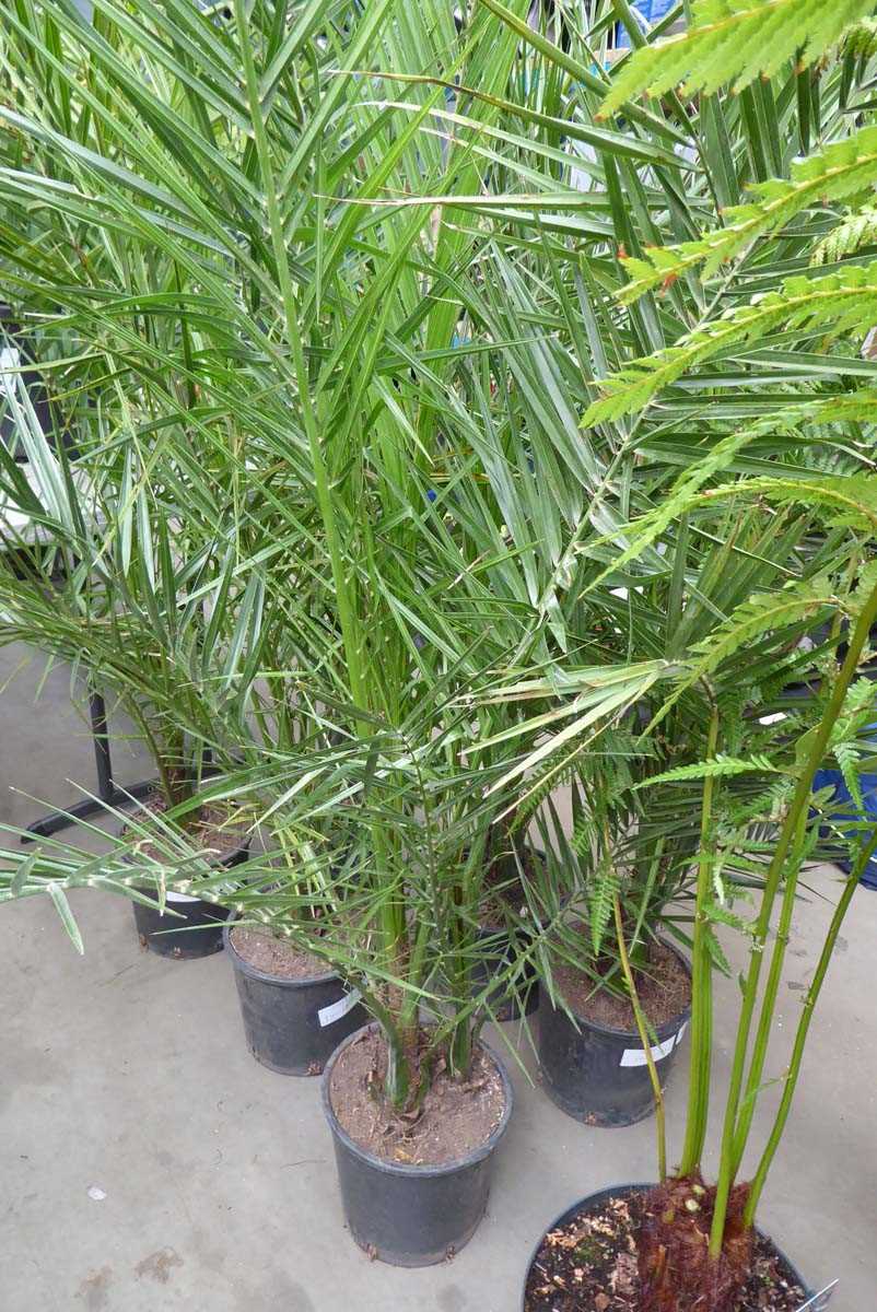 Lot 4160 - Large Phoenix Palm