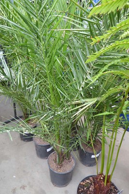 Lot 4160 - Large Phoenix Palm