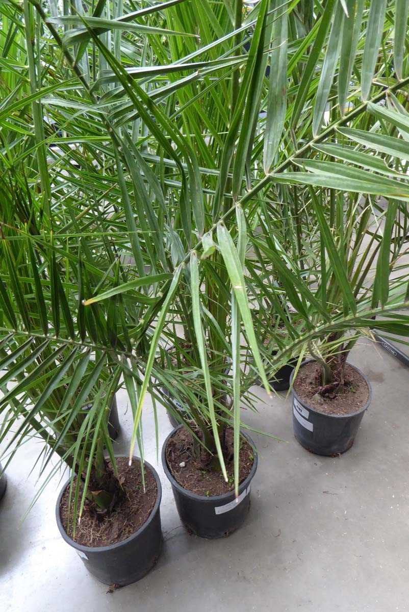 Lot 4161 - Large Phoenix Palm