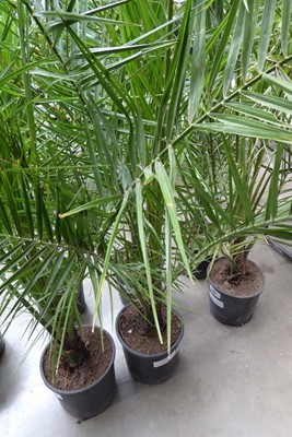 Lot 4161 - Large Phoenix Palm