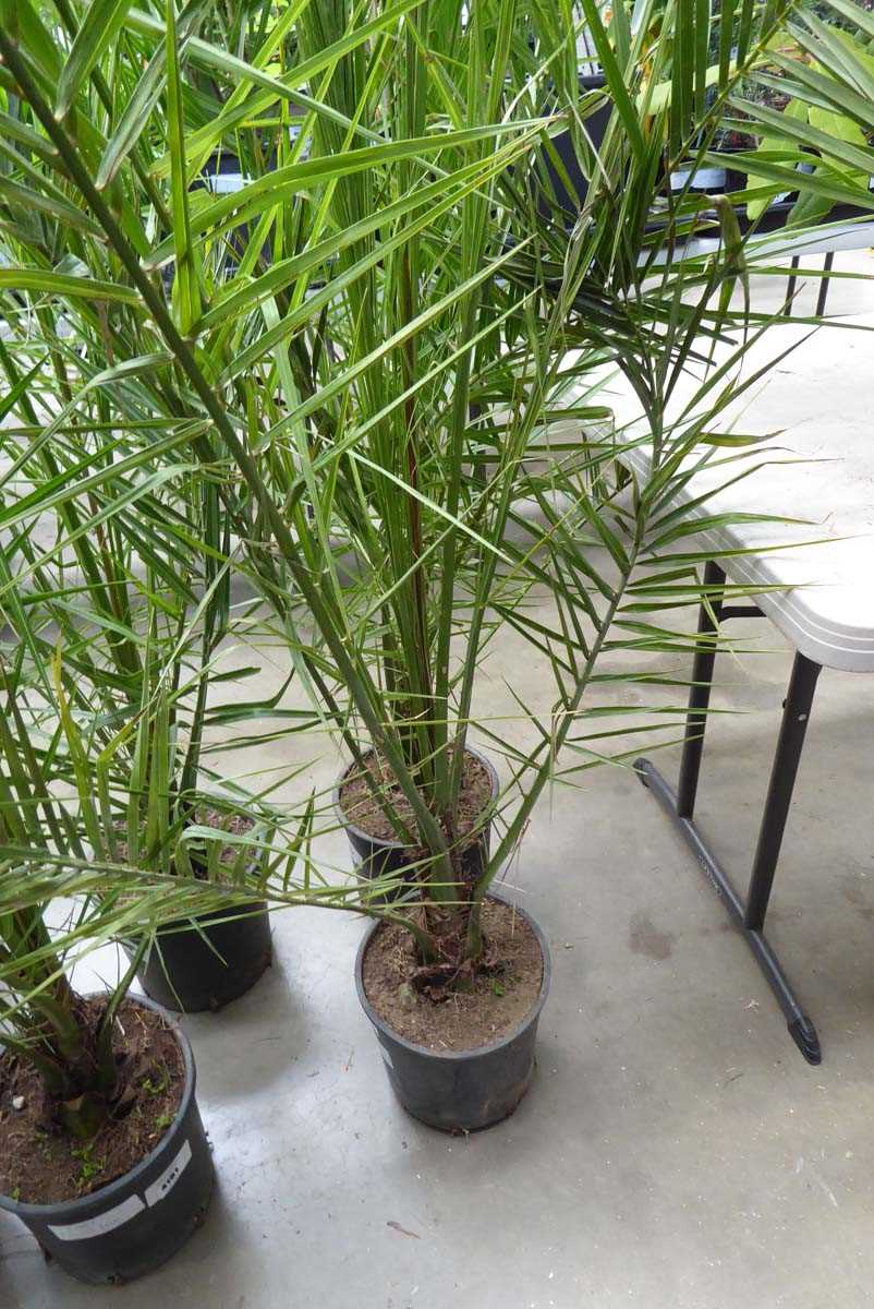 Lot 4162 - Large Phoenix Palm