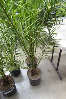 Lot 4162 - Large Phoenix Palm