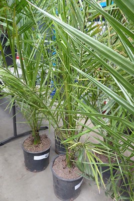 Lot 4163 - Large Phoenix Palm