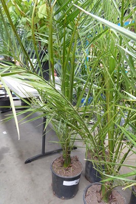 Lot 4164 - Large Phoenix Palm