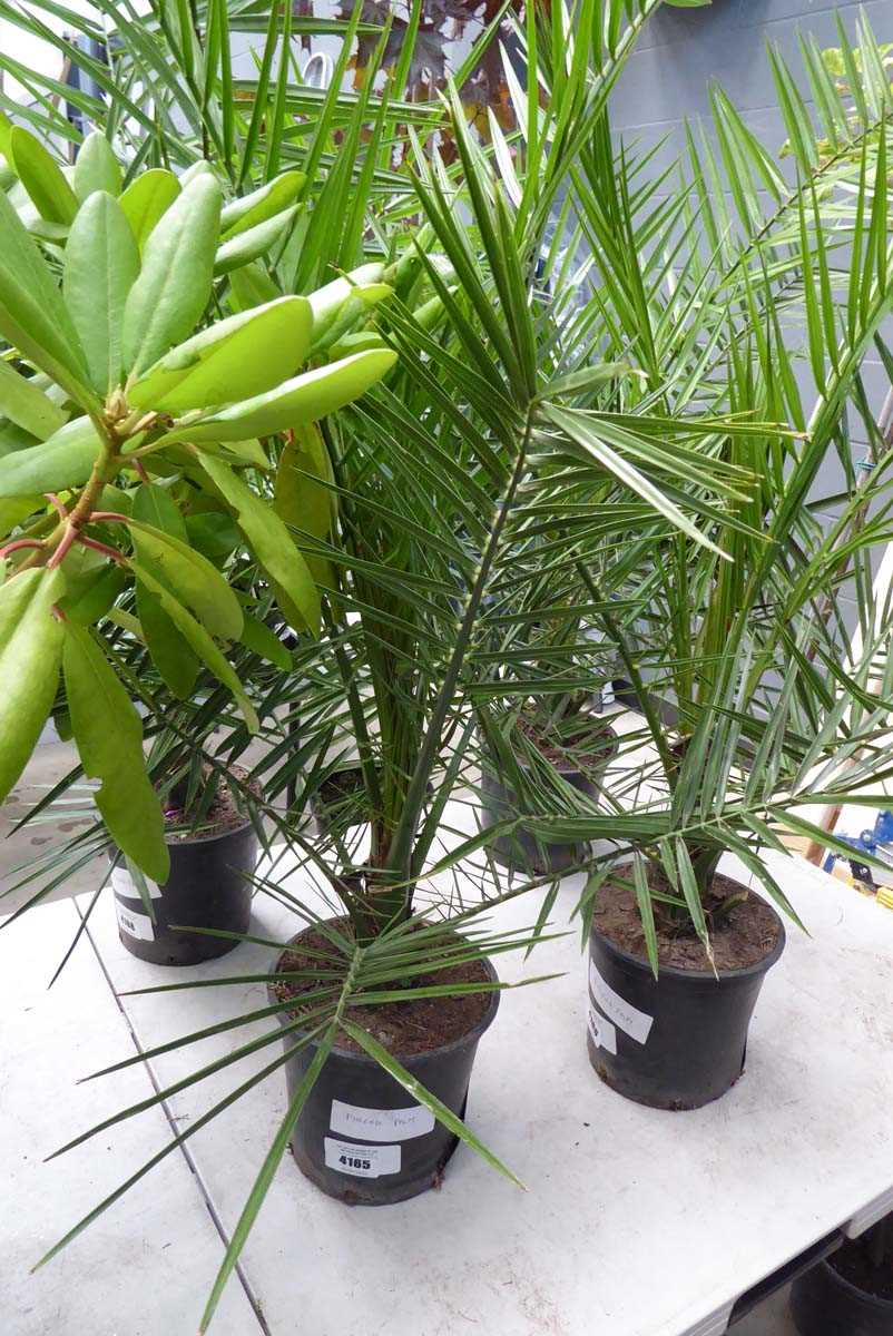 Lot 4165 - Phoenix Palm