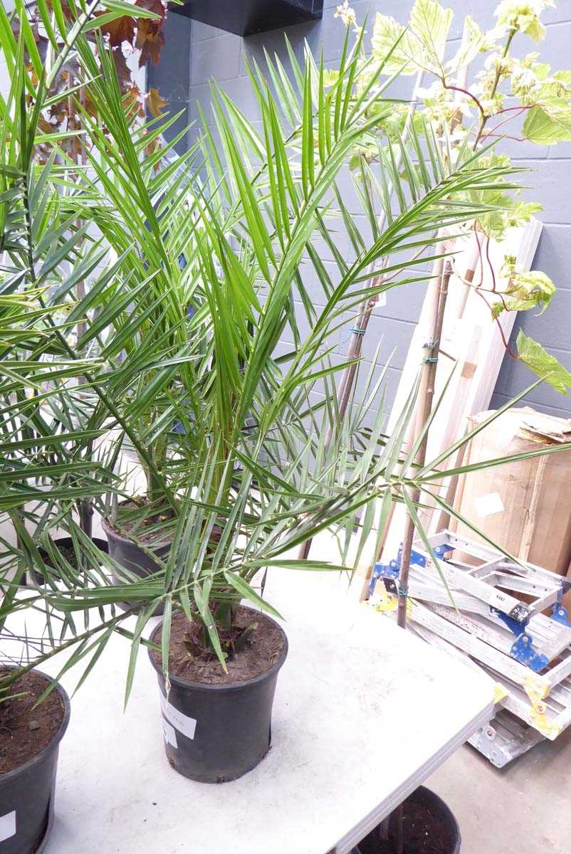Lot 4166 - Phoenix Palm