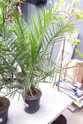 Lot 4166 - Phoenix Palm